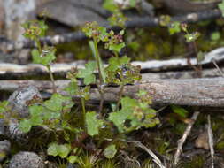 Image of Hydrocotyle callicarpa Bunge