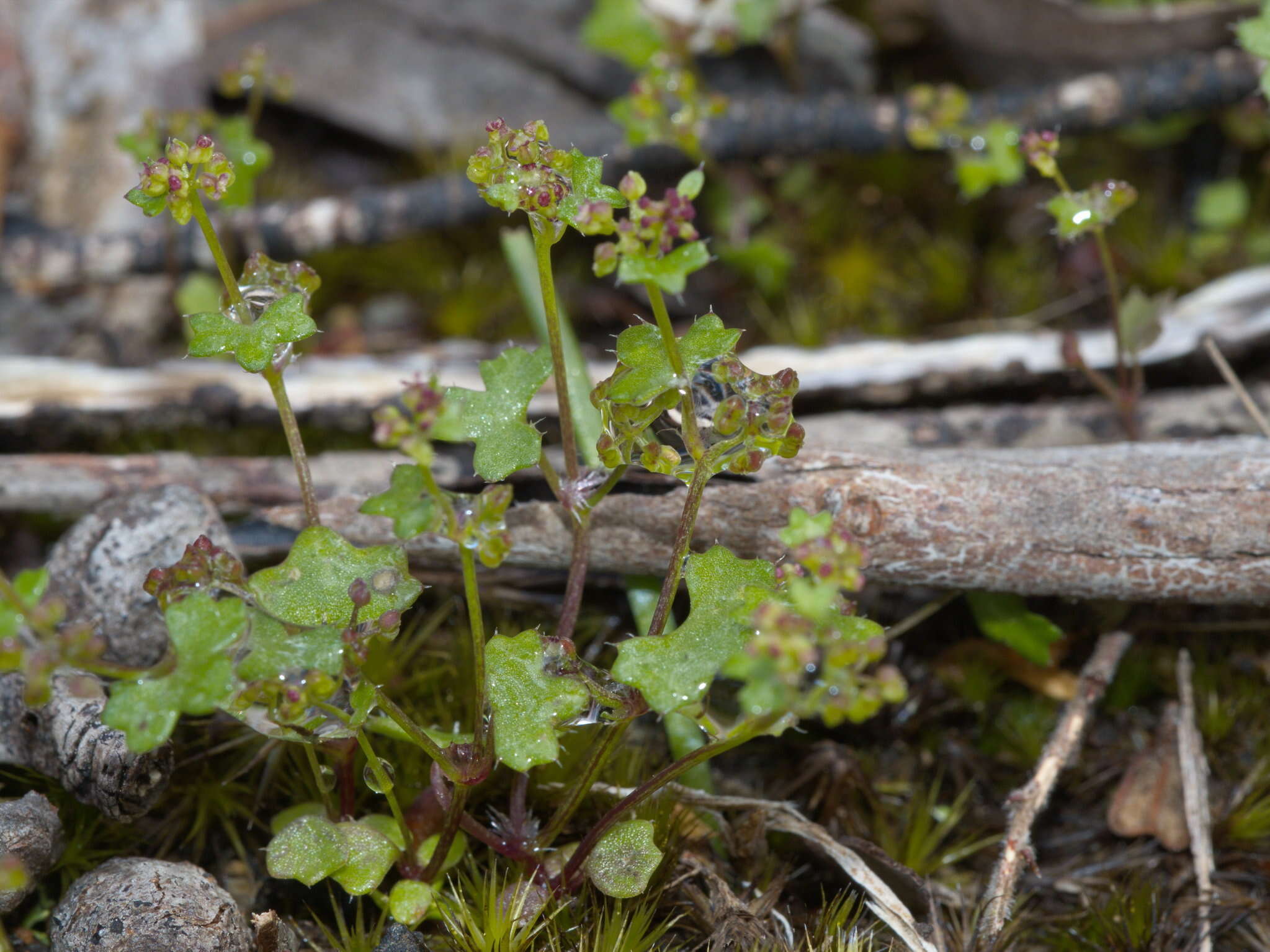 Imagem de Hydrocotyle callicarpa Bunge