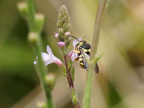 Image of Stelis signata (Latreille 1809)