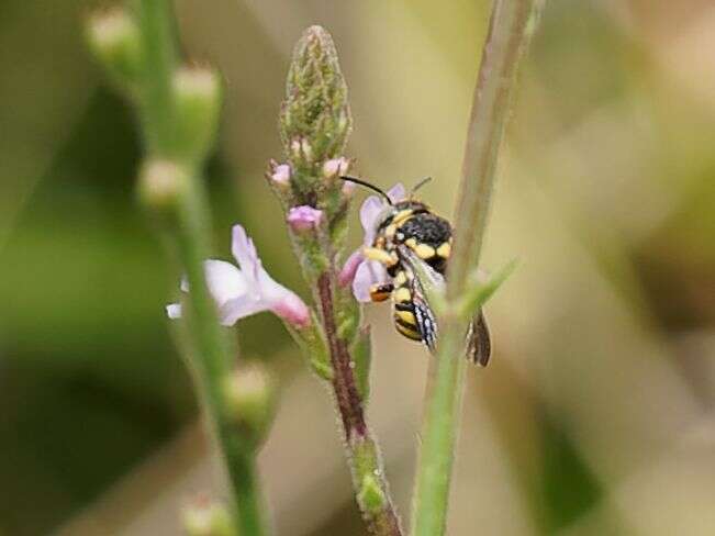 Image de Stelis signata (Latreille 1809)