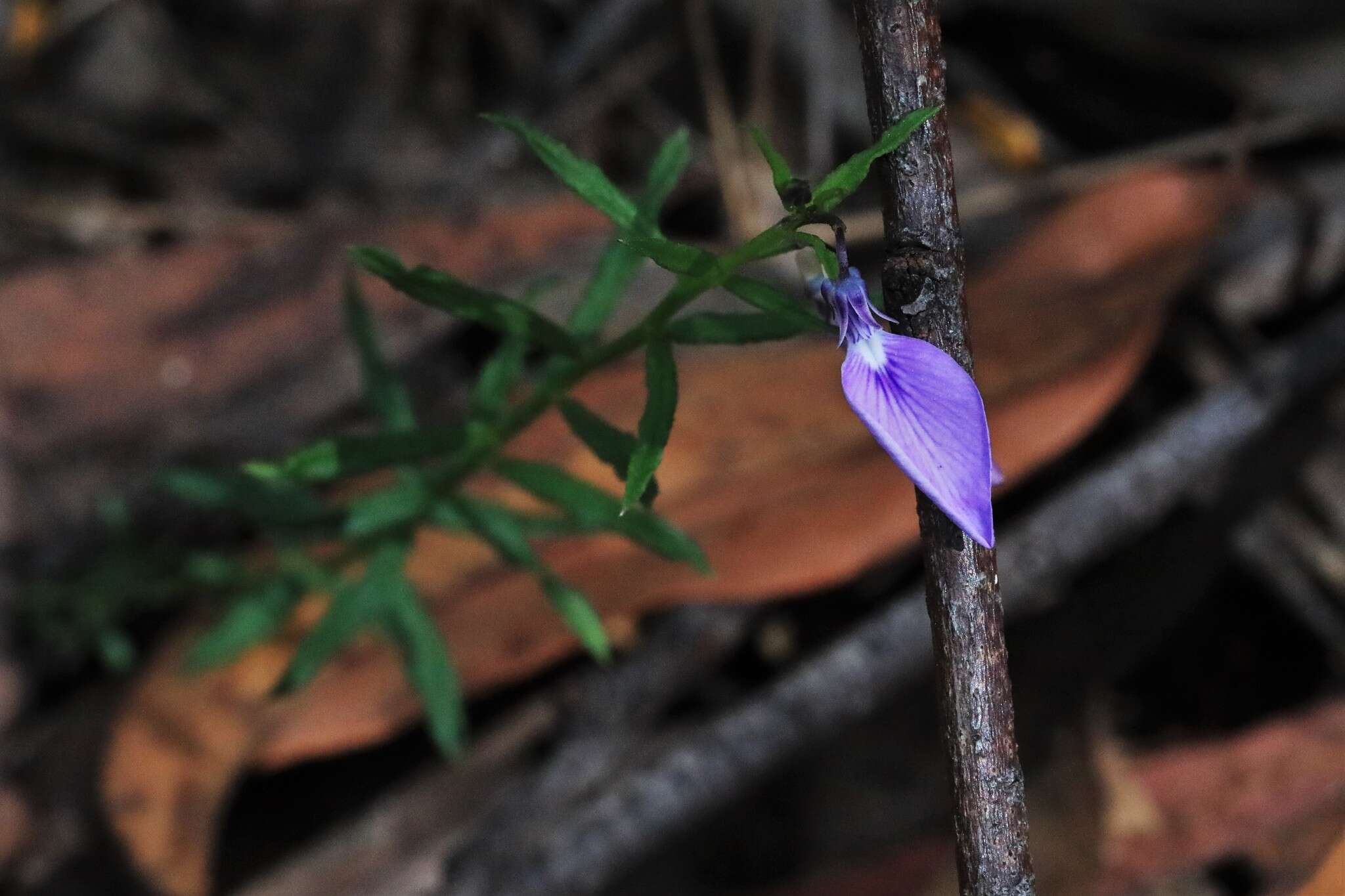 Pigea vernonii (F. Muell.) P. I. Forst. resmi