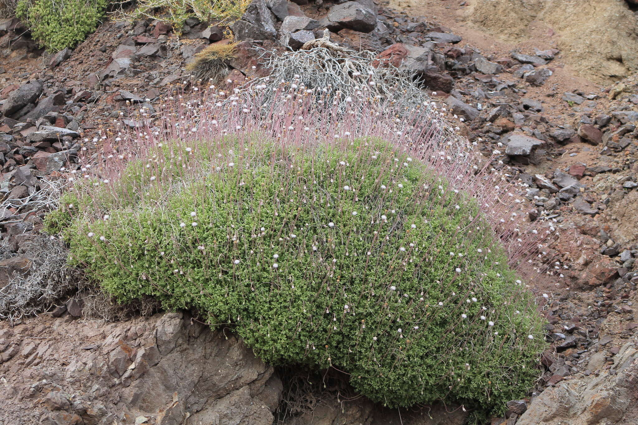 Image of Hofmeisteria fasciculata (Benth.) Walp.