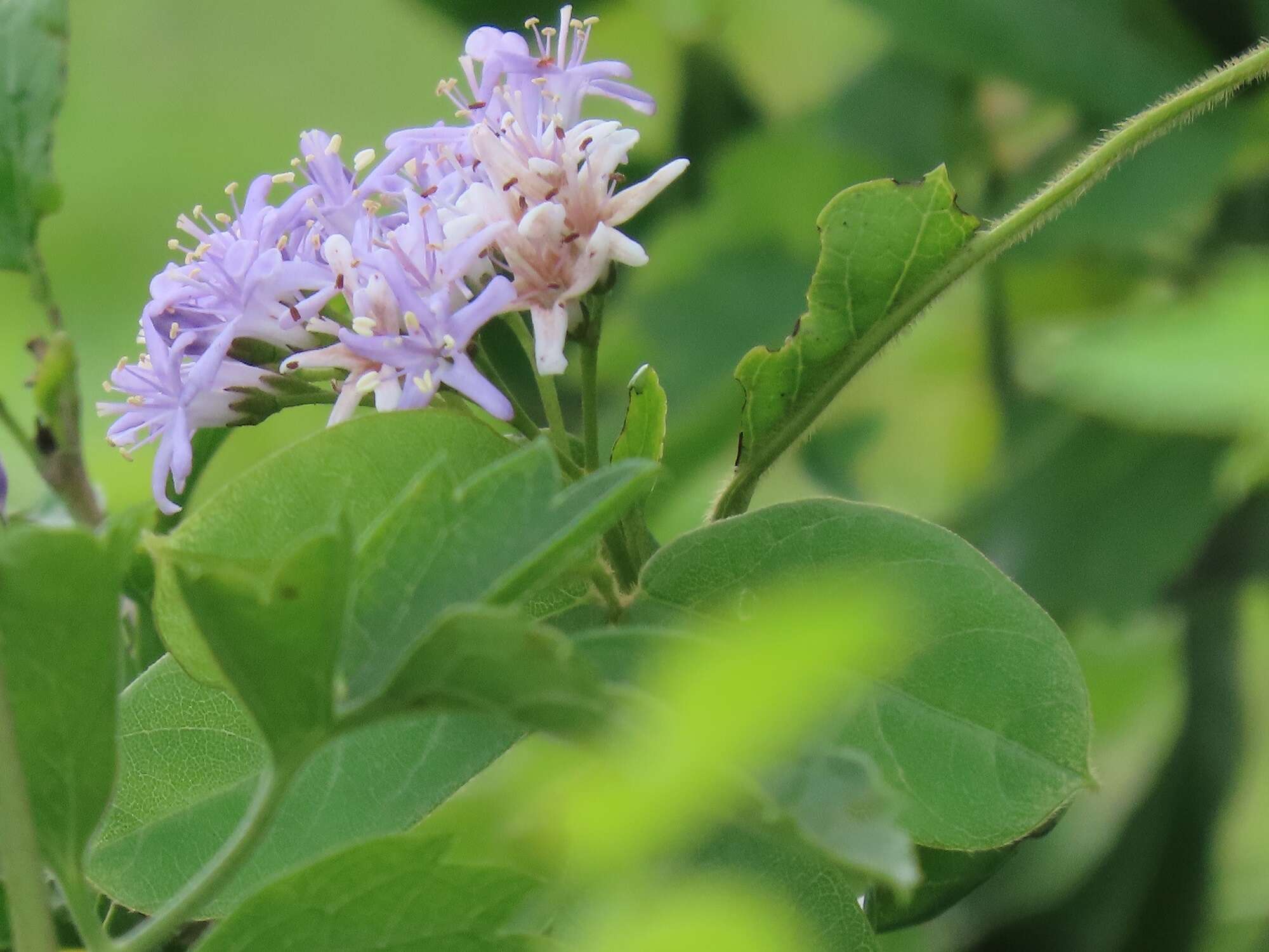 Image de Ehretia obtusifolia Hochst. ex DC.