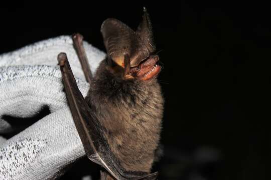 Image of Tropical Big-eared Brown Bat