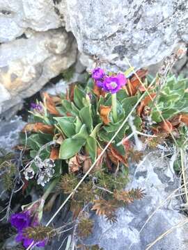 Sivun Primula glaucescens Moretti kuva