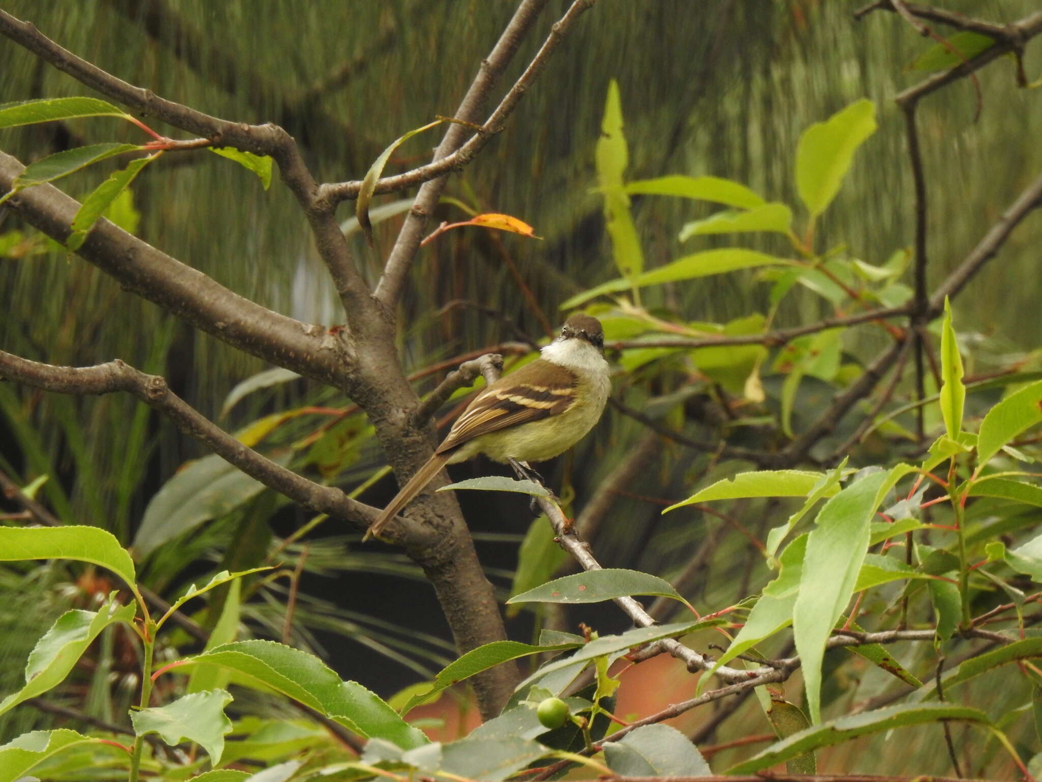 Image of White-throated Tyrannulet