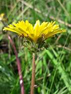 Image of Taraxacum longicorne Dahlst.