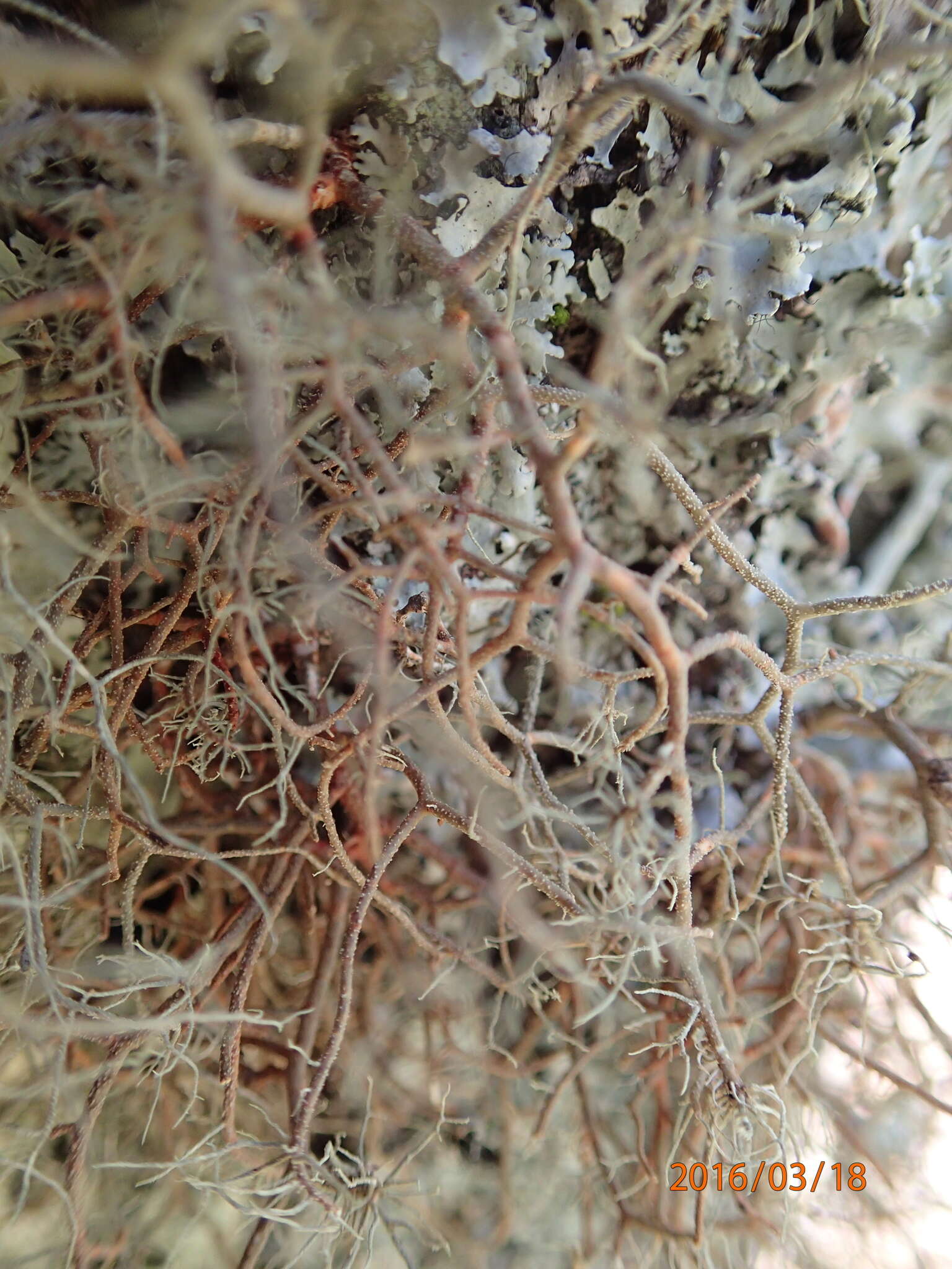 Image of beard lichen