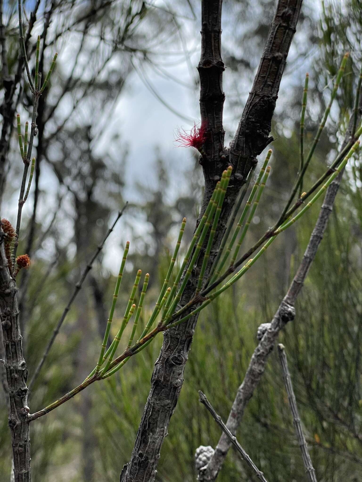 Image of Allocasuarina rigida subsp. rigida