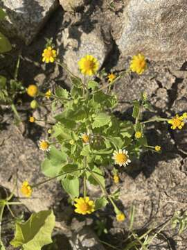 Perityle cuneata Brandeg. resmi