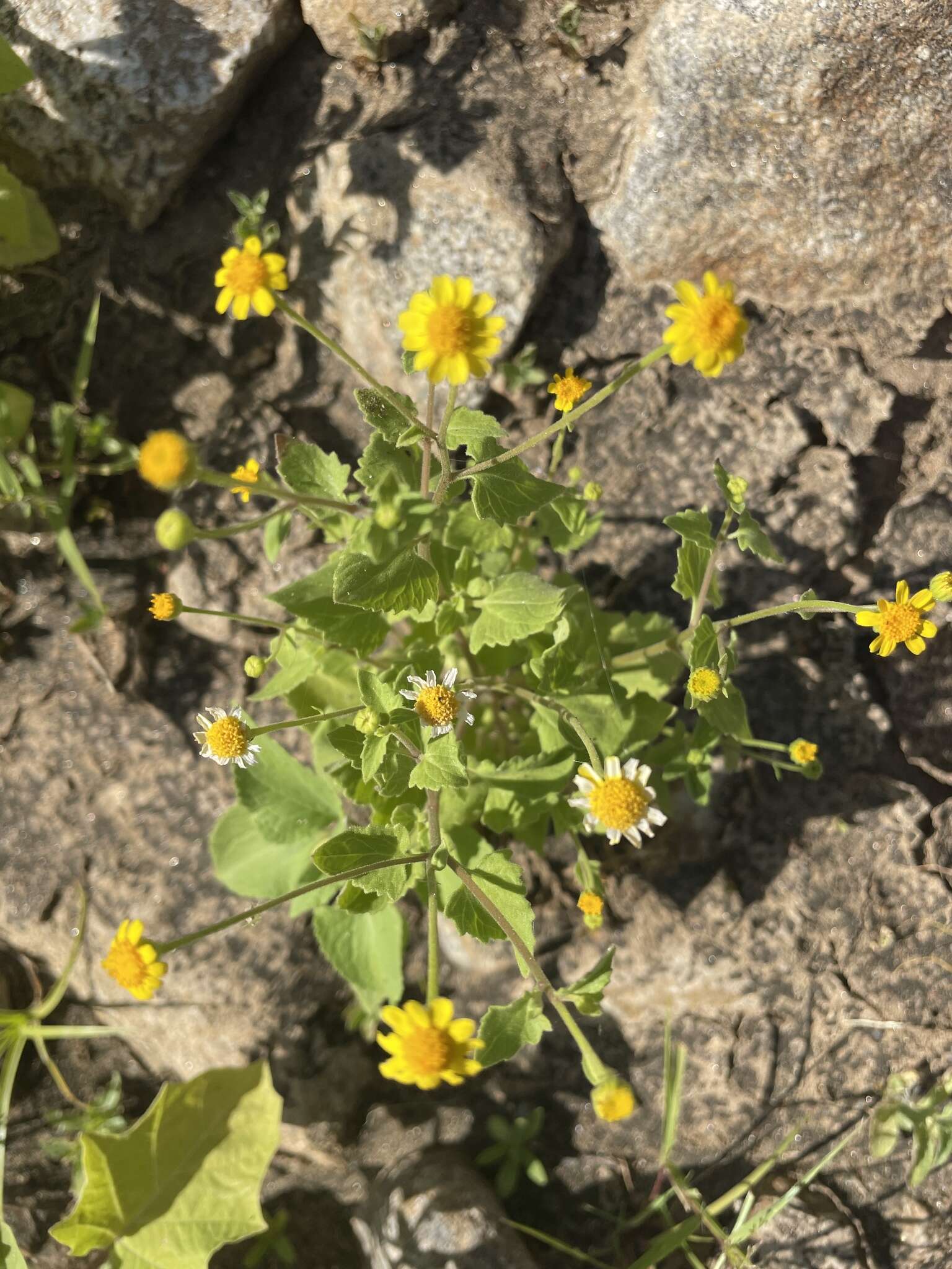 Perityle cuneata Brandeg. resmi