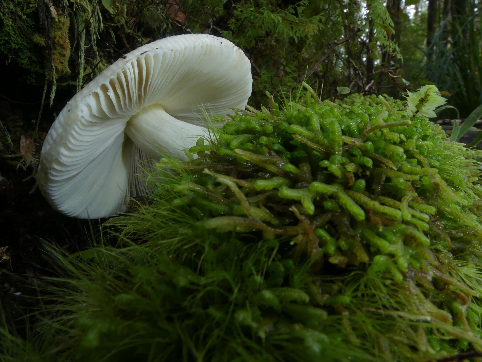 Image of Russula purpureotincta McNabb 1973