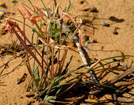 Image of Babiana teretifolia Goldblatt & J. C. Manning