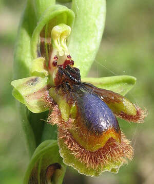 Image of Ophrys speculum subsp. lusitanica O. Danesch & E. Danesch