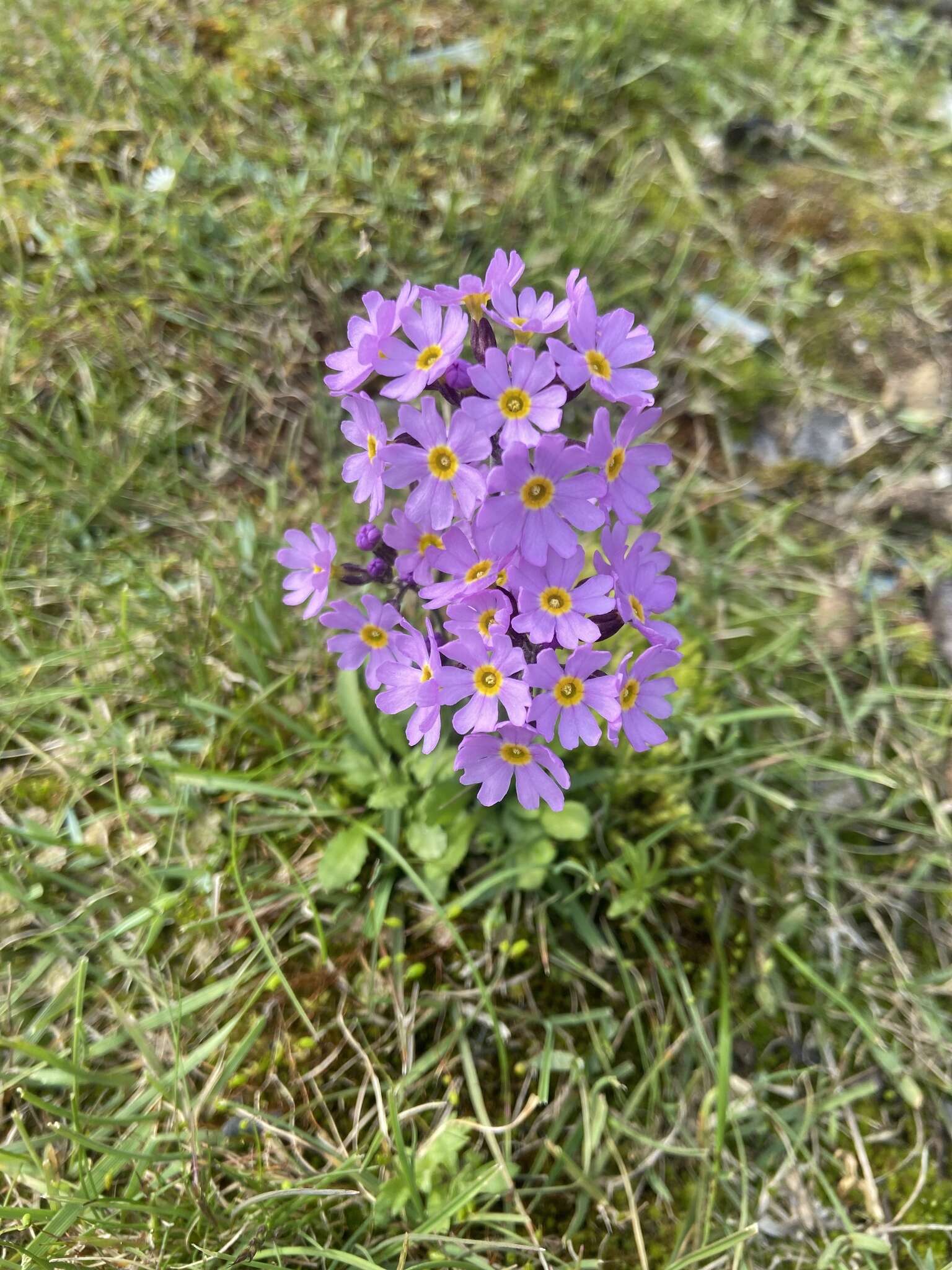 Primula borealis Duby resmi