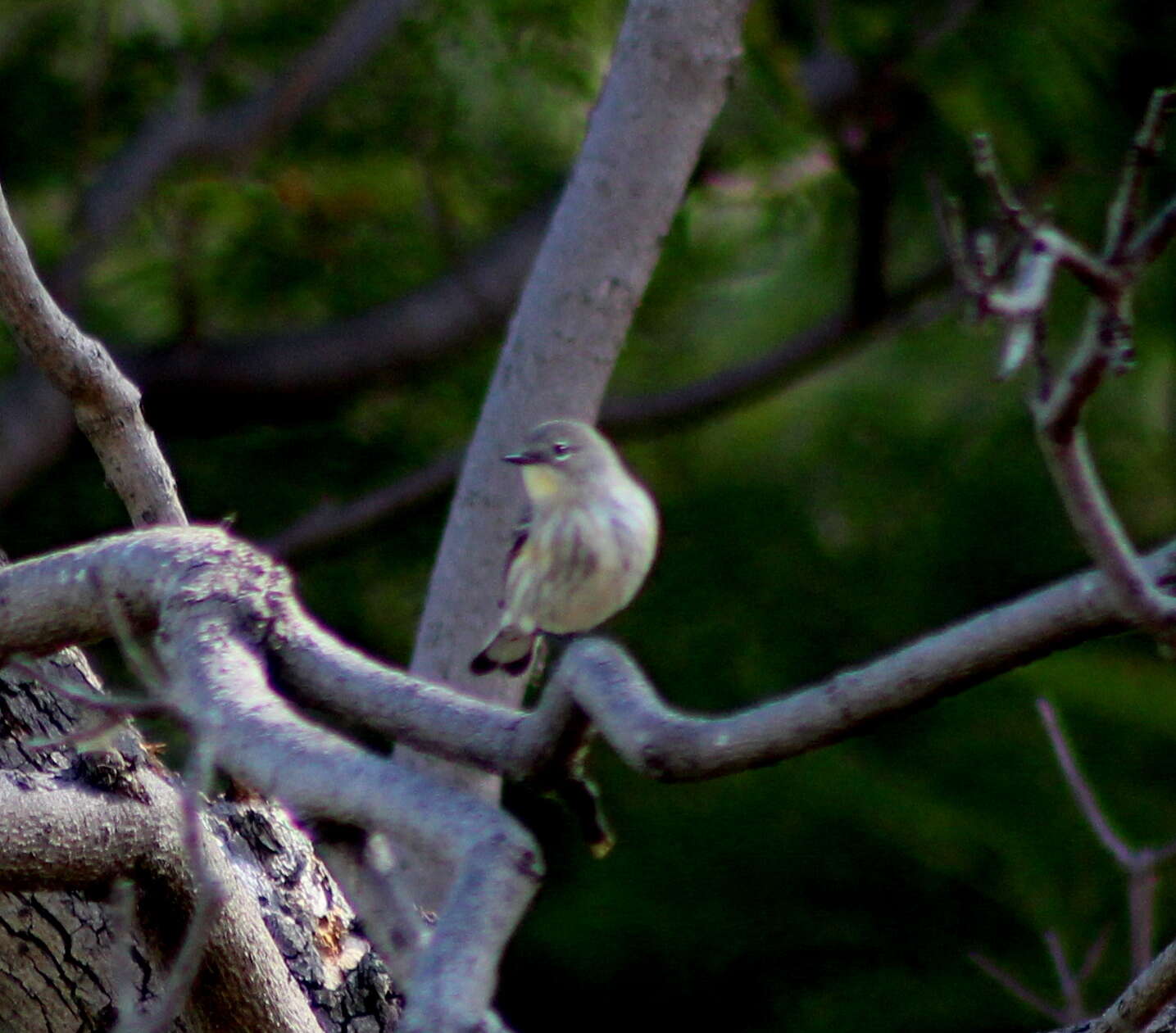 Image of Myrtle Warbler