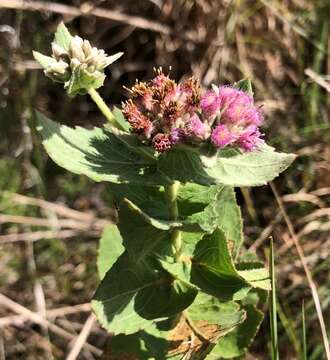 Image of Rosy Camphorweed