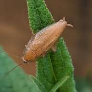 Image of tawny cockroach