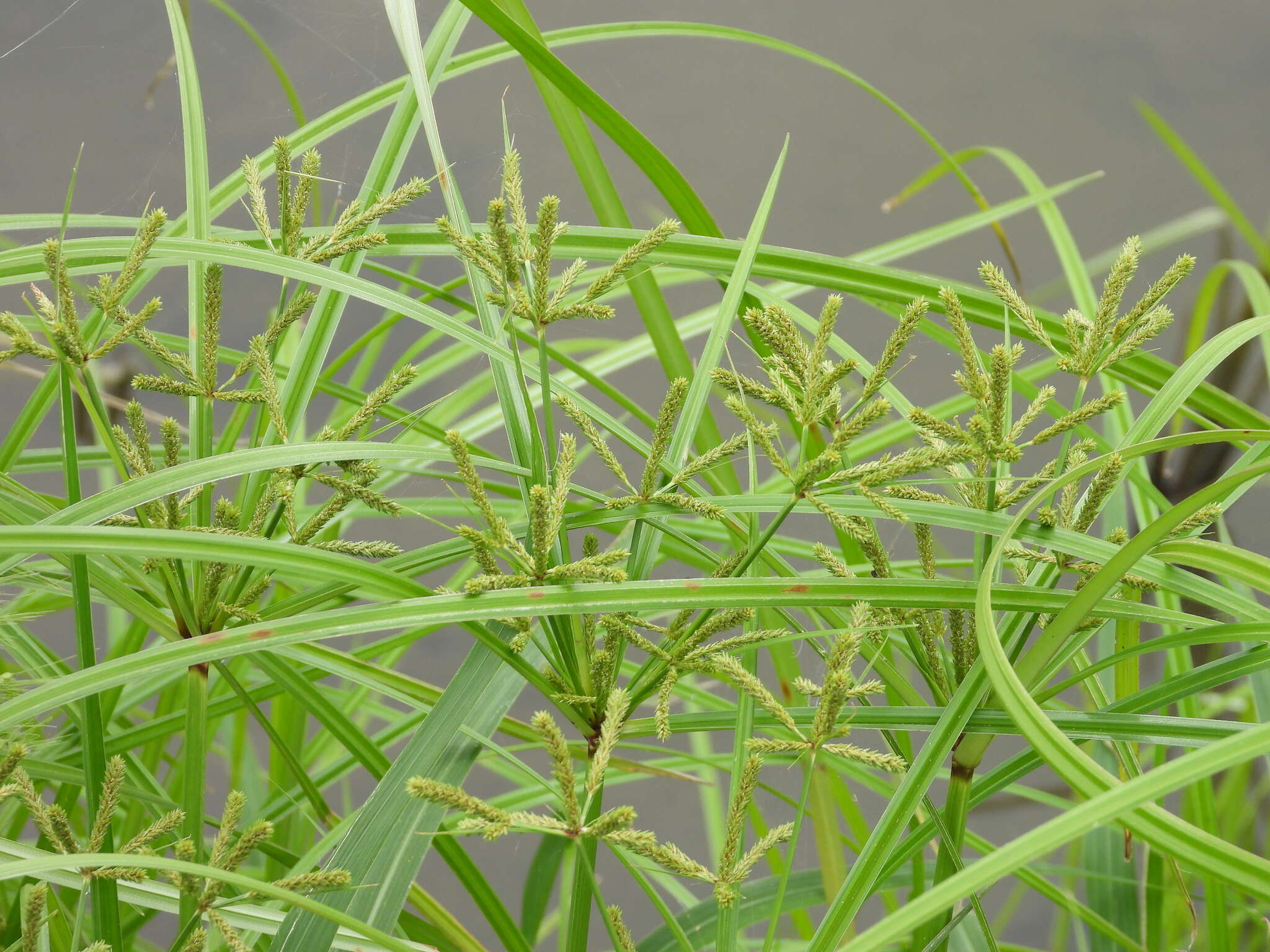 صورة Cyperus imbricatus Retz.