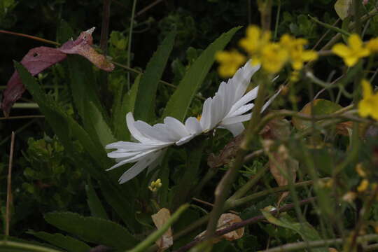 Слика од Leucanthemum maximum (Ramond) DC.