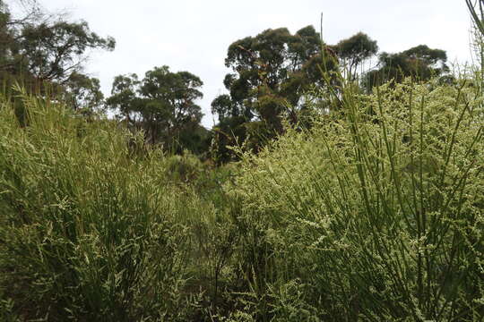 Image de Leptomeria drupacea (Labill.) Druce