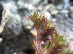 Chorizanthe aphanantha resmi