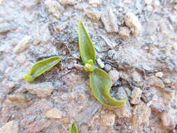 Image of Ophioglossum coriaceum A. Cunn.