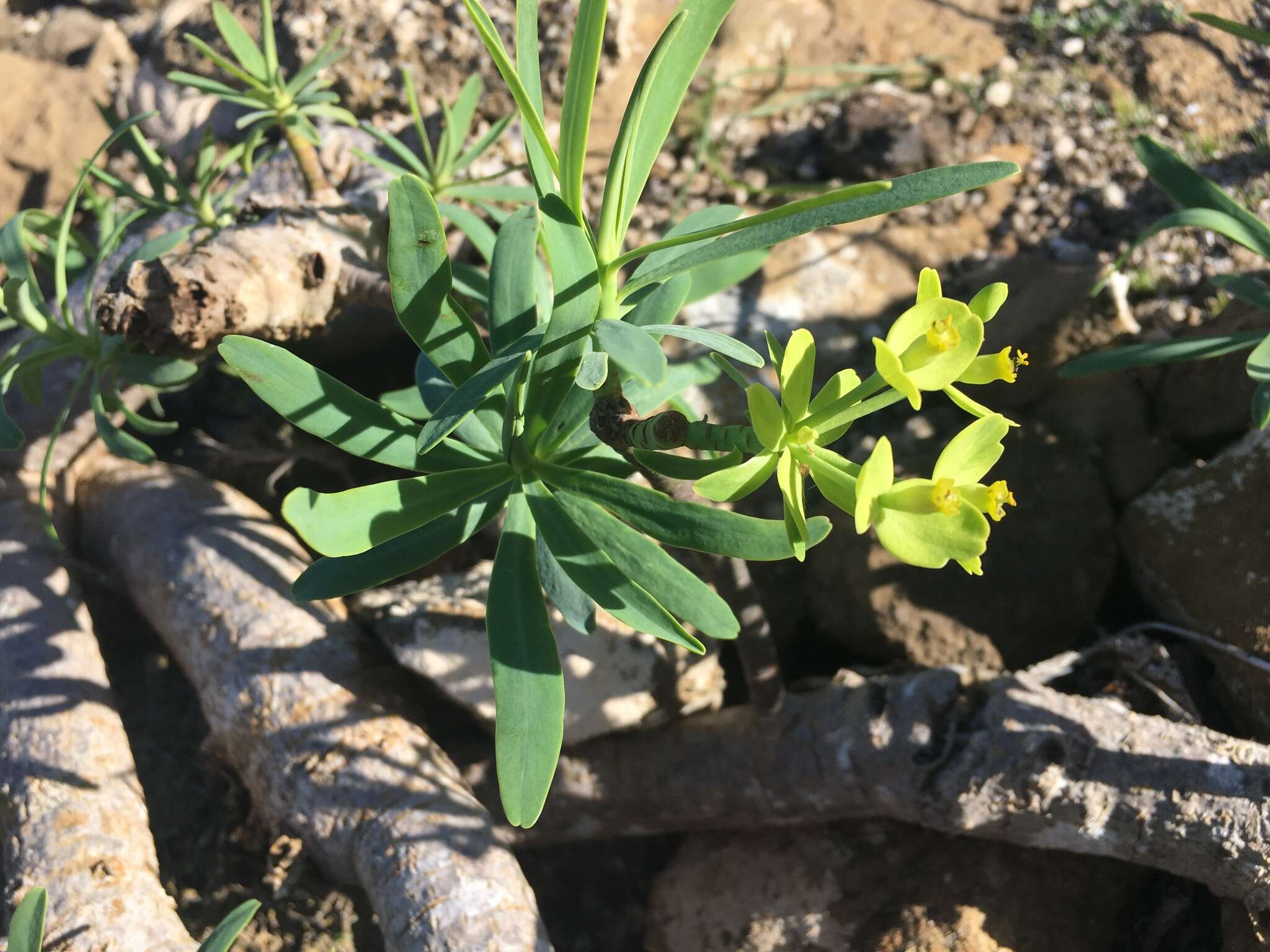 Image de Euphorbia regis-jubae J. Gay