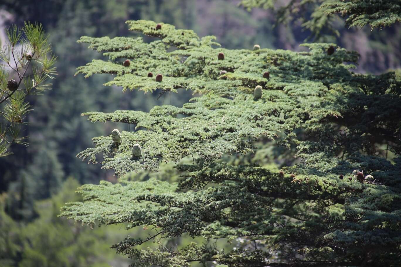 Image of Cyprus Cedar