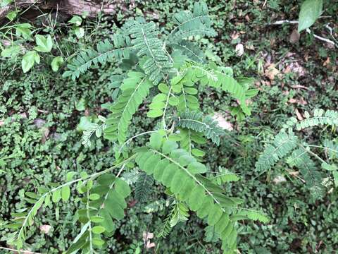 Image of Sophora fraseri Benth.