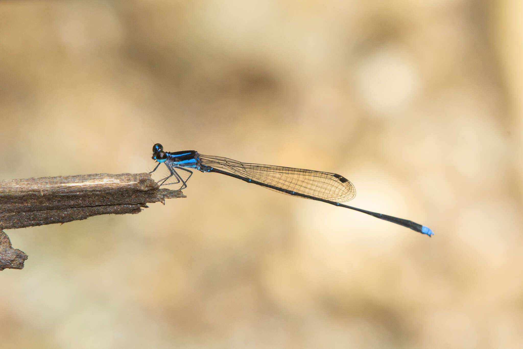 Image of Prodasineura laidlawii (Förster ex Laidlaw 1907)