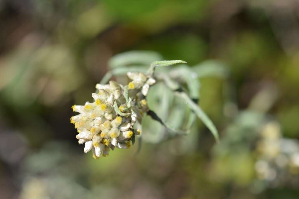 صورة Pseudognaphalium inornatum (DC.) A. A. Anderberg