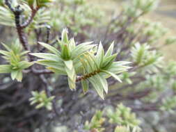 Image of Pimelea aridula Cockayne