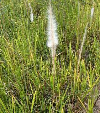 Image of California satintail