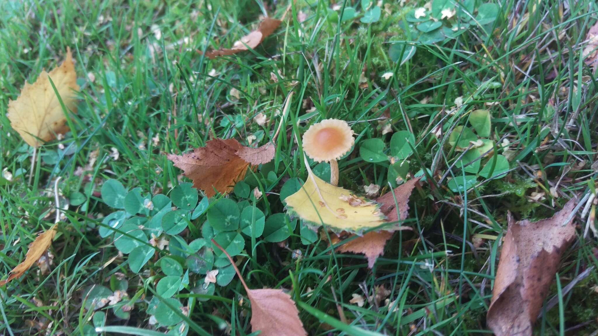 Image of Galerina semilanceata (Peck) A. H. Sm. & Singer 1964