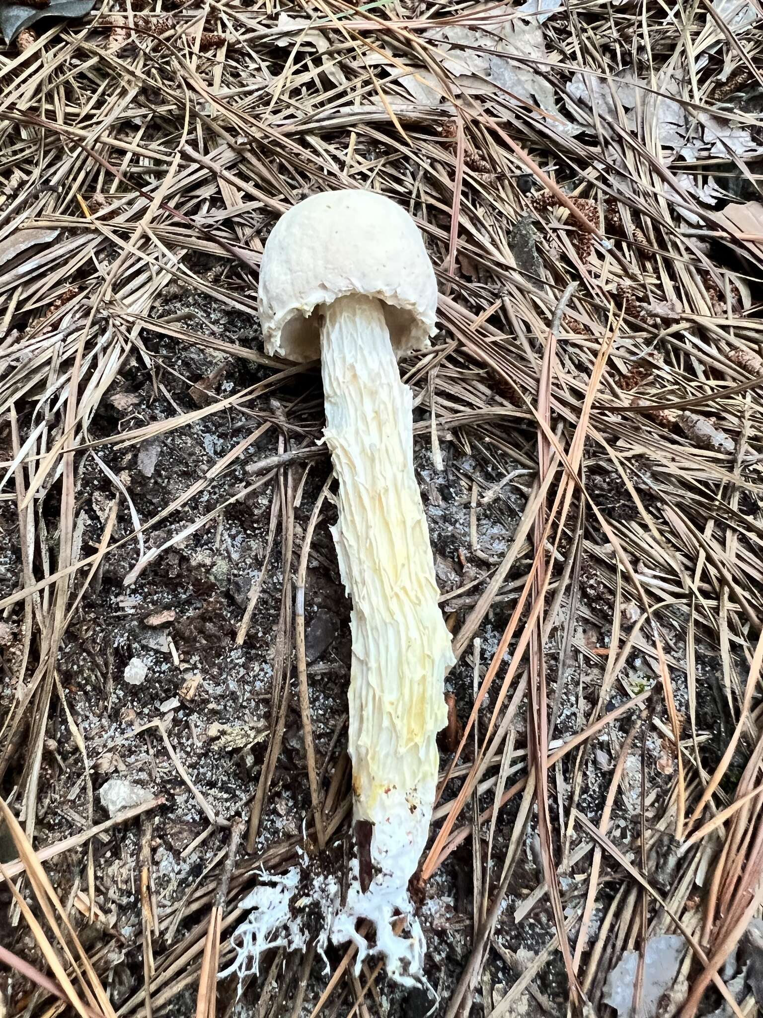 Sivun Austroboletus subflavidus (Murrill) Wolfe 1980 kuva