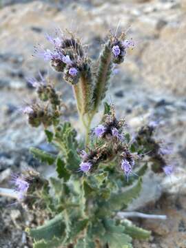 Phacelia sivinskii N. D. Atwood, P. J. Knight & Lowrey的圖片