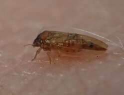 Image of Tristania psyllid