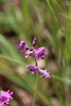 Image of Glycine latrobeana (Meissner) Benth.