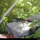 Image of Anolis sagrei mayensis Smith & Burger 1949