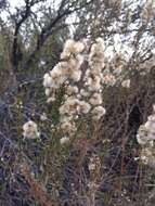 صورة Baccharis paniculata DC.