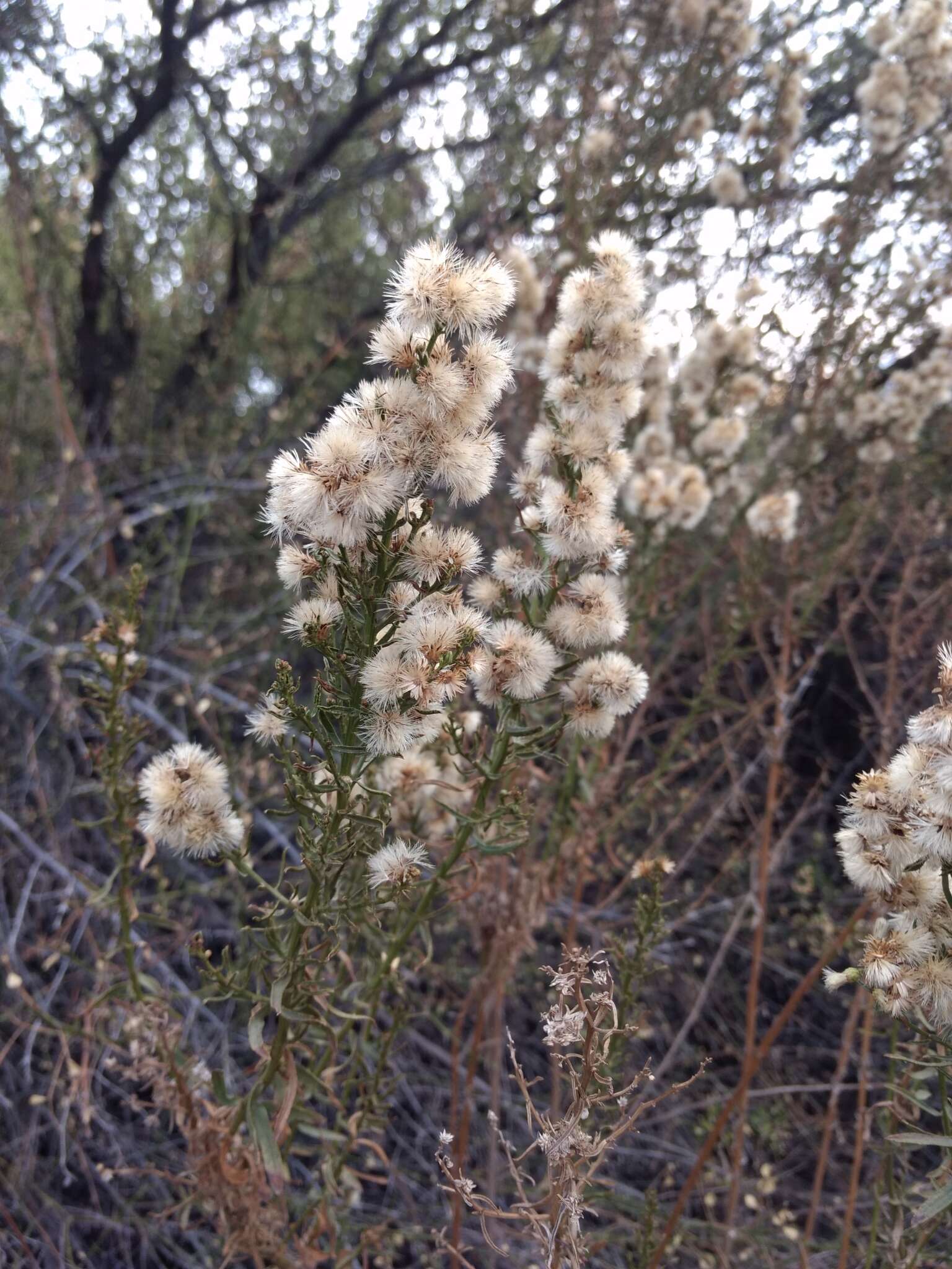 Imagem de Baccharis paniculata DC.