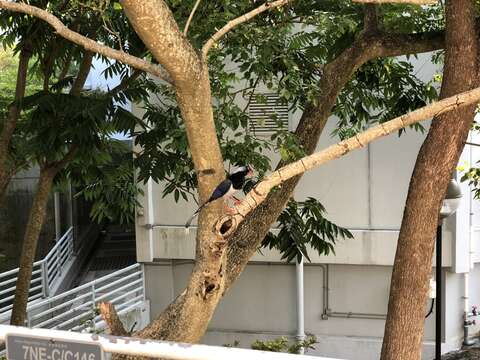 Image of Blue Magpie