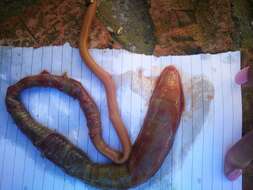 Image of bloodworm (local usage in South Africa for Arenicola loveni, although lugworm is the worldwide English vernacular for genus Arenicola)