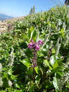 Imagem de <i>Pedicularis ornithorhynchos</i> Bentham