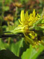 Image of Solidago spiraeifolia var. cuprea (Juz.) V. Yu. Barkalov