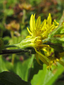 Image of Solidago spiraeifolia Fisch. ex Herder