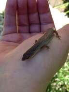 Image of Southern Weasel Skink