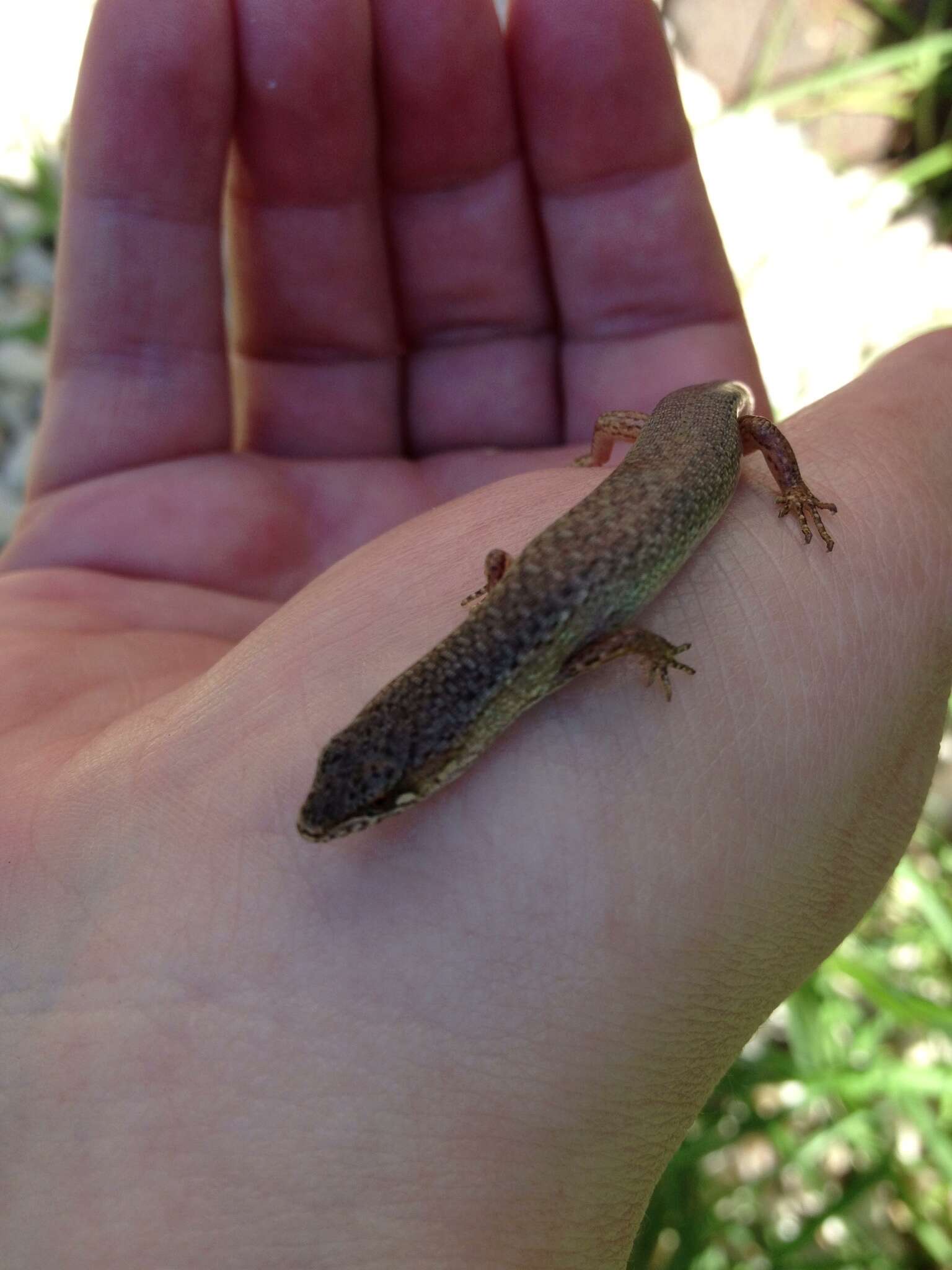 Image of Southern Weasel Skink