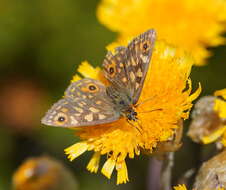 Imagem de Oreixenica orichora Meyrick 1885